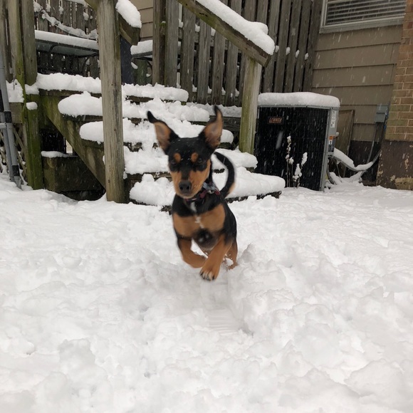 Meet your Posher, Ryleigh - Picture 1 of 1